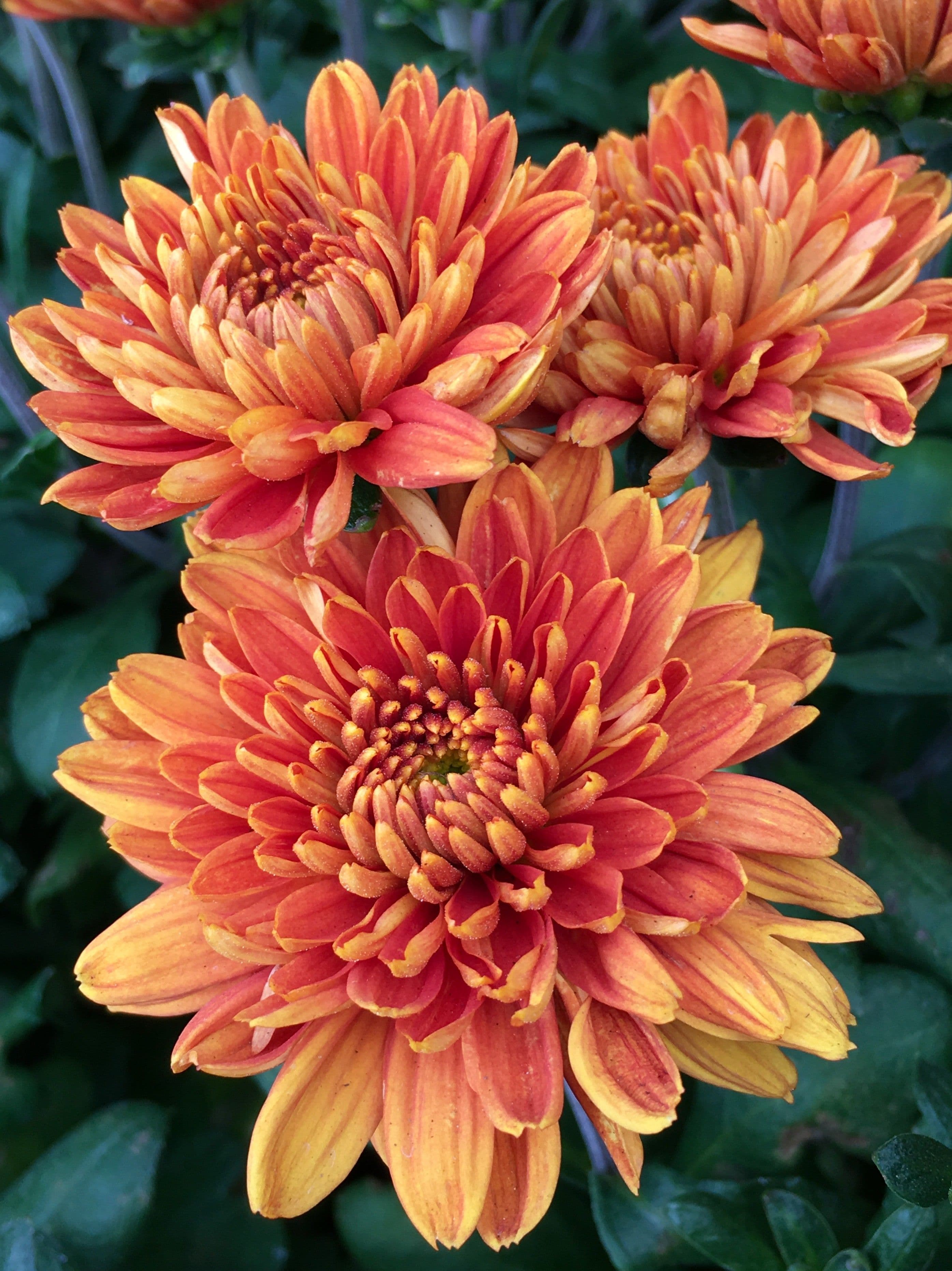 A vibrant mum flower — the signature bloom behind the name MUM.